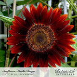 Close-up of a Moulin Rouge sunflower with deep burgundy-red petals streaked in darker maroon, surrounding a dark chocolate-brown seed head, set against green foliage.