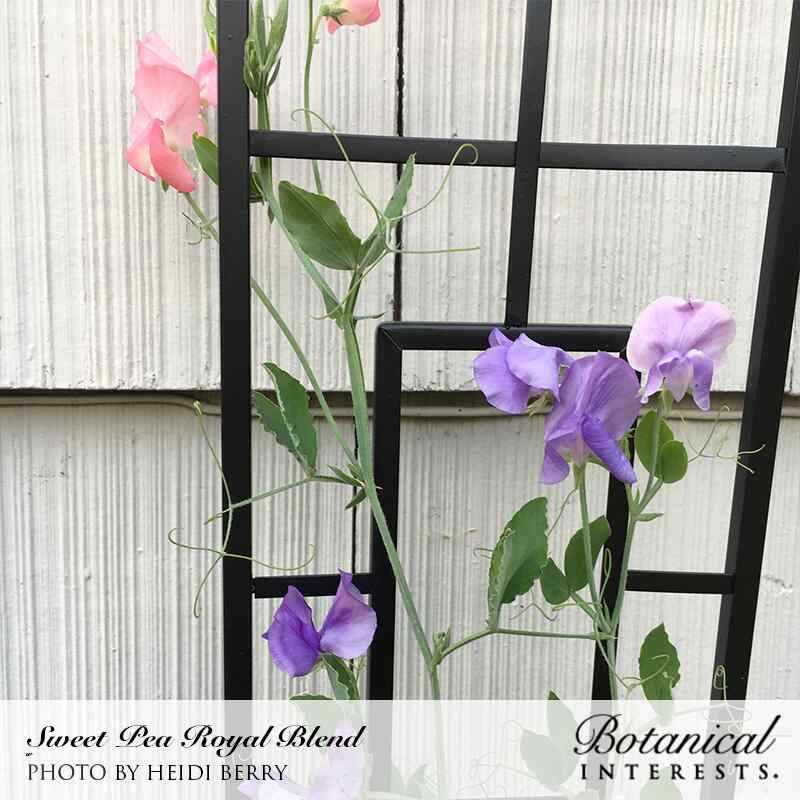 Sweet pea vines climbing a black metal trellis against a house wall, with ruffled pink and purple blooms and curling tendrils among the green leaves.