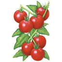 Detailed illustration of Glacier bush tomato plants showing a cluster of seven glossy red round tomatoes with green calyxes on a vine, surrounded by pointed serrated leaves.