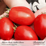 Cupped hands hold four glossy, deep-red Italian Roma tomatoes with elongated oval shapes and curled green stems still attached, showcasing the smooth ripe skin of this bush tomato variety.