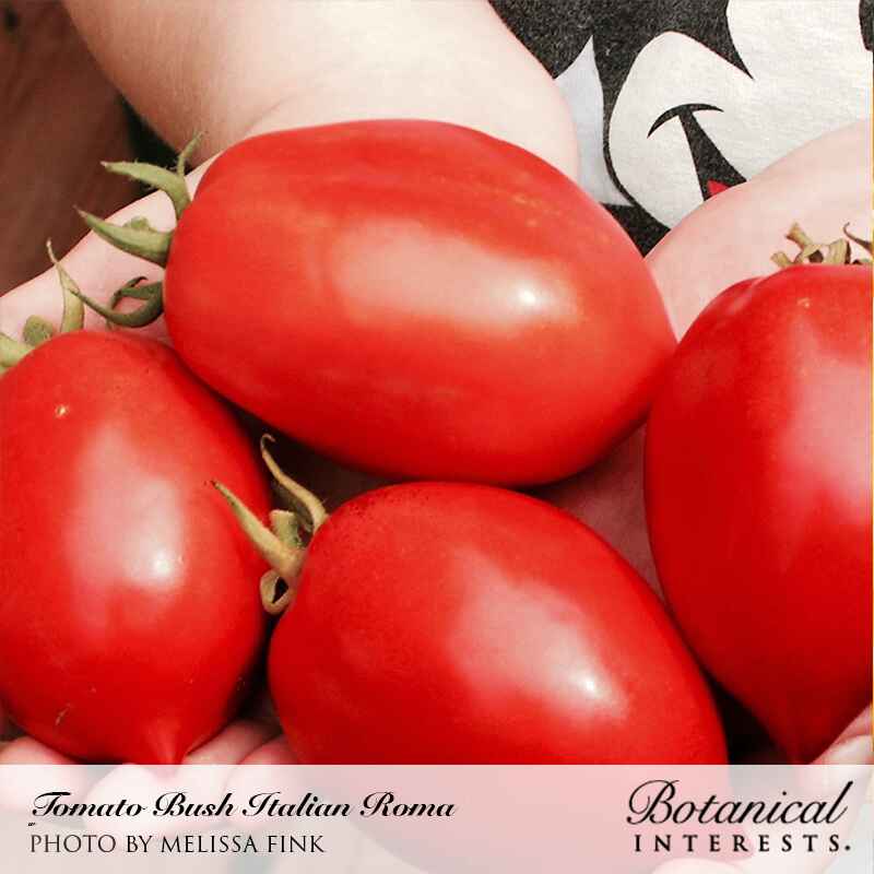 Cupped hands hold four glossy, deep-red Italian Roma tomatoes with elongated oval shapes and curled green stems still attached, showcasing the smooth ripe skin of this bush tomato variety.