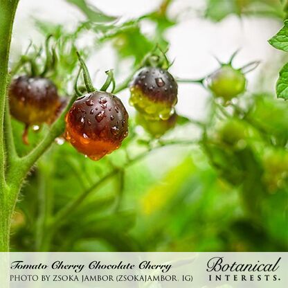 Cluster of Chocolate Cherry tomatoes ripening on the vine, their deep mahogany-brown, dew-speckled skins contrasting with unripe green fruit behind, with a caption identifying the variety and photo credit.