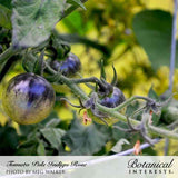 Close-up of Indigo Rose pole cherry tomatoes ripening on the vine, their round fruit shaded deep purple-black on top fading to green-yellow underneath, still on the fuzzy stem with a blurred garden background.
