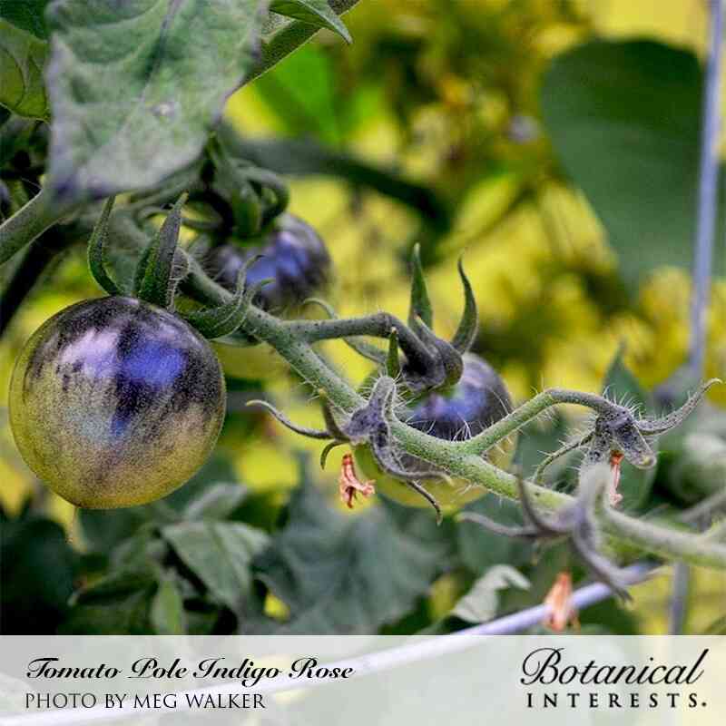 Close-up of Indigo Rose pole cherry tomatoes ripening on the vine, their round fruit shaded deep purple-black on top fading to green-yellow underneath, still on the fuzzy stem with a blurred garden background.
