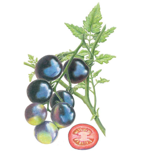 Illustrated cluster of Indigo Rose cherry tomatoes on the vine, showing near-black, glossy skin with green-yellow undersides where less ripe, alongside a cross-section revealing deep red flesh.