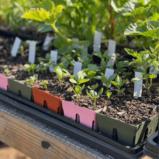 Row of pink, olive and orange 6-cell seed starting trays holding young seedlings in soil, each labelled with a blank plant marker, set among taller established plants in a sunny garden.