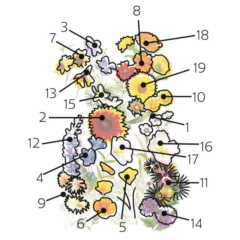 Illustrated key to a wildflower mix showing 19 numbered blooms, including yellow, orange and red daisy-like flowers, blue and purple clustered petals, poppies, and feathery seed heads, each outlined and numbered from 1 to 19 for identification against the packet's variety list.