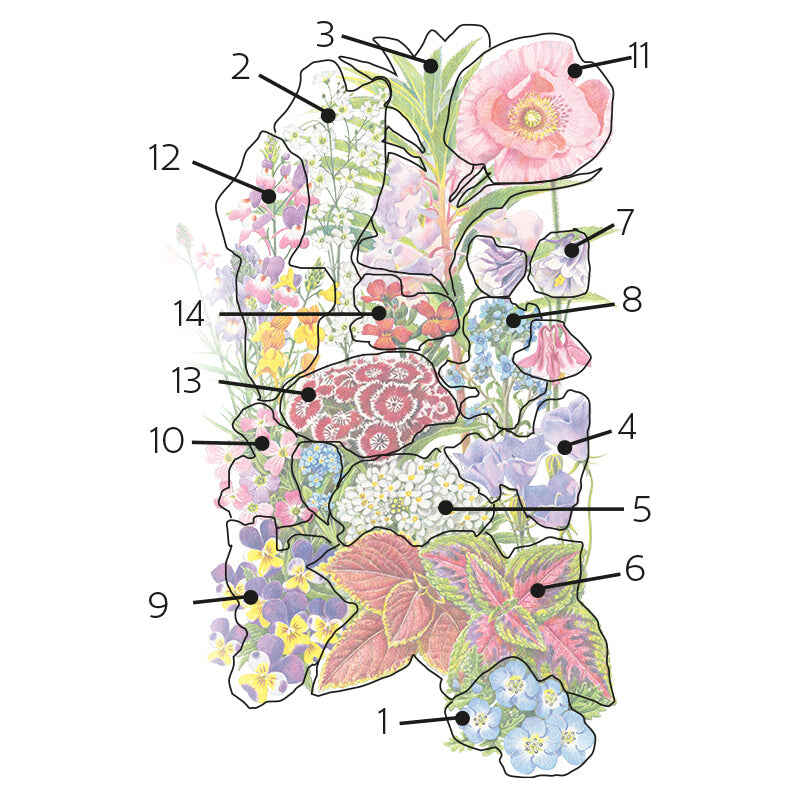 Numbered floral diagram mapping out the flower and foliage arrangement for Made in the Shade Flower Mix Seeds, including baby blue eyes, baby's breath, balsam, tussock bellflower, candytuft, rainbow coleus, columbine, Chinese forget-me-not, Johnny-jump-up, Virginia stock, Shirley poppy, dwarf spurred snapdragon, sweet William, and English wallflower.