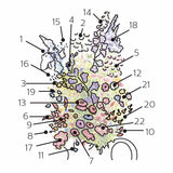 Numbered flower identification diagram for Grandmother's Cut Flower Garden Flower Mix Seeds.