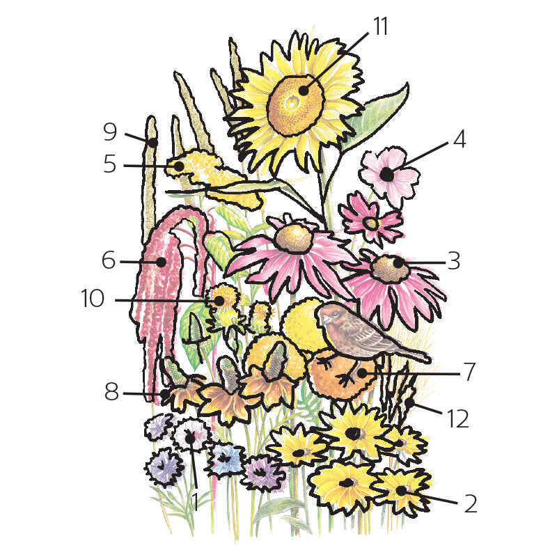 Numbered illustrated diagram identifying twelve flowers in the Songbird Delight mix, including a large sunflower, pink coneflowers, cosmos, amaranth, and small daisies, with a finch perched among the blooms.