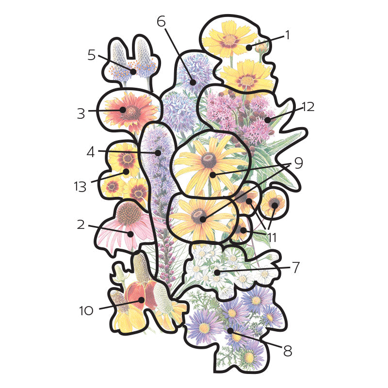 Illustrated diagram of the Prairie Splendor Flower Mix identifying thirteen numbered wildflower varieties overlaid on a botanical painting, showing distinct blooms in yellow, orange, pink, purple, and white including coneflowers, black-eyed Susans, blazing star, and asters.