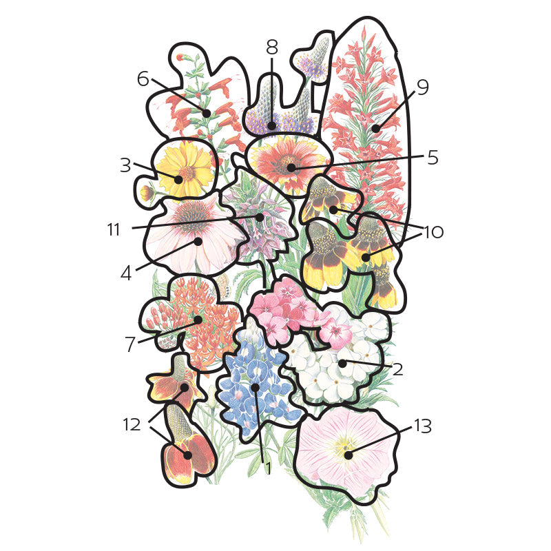 Illustrated diagram of the Southern Hills and Plains Flower Mix identifying thirteen wildflower species by number, including bluebonnet, blanket flower, coneflower, phlox, standing cypress, coral bean and clover, each outlined over a detailed botanical painting of the mixed bloom cluster.