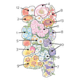 Diagram mapping out the layout and variety arrangement of the Three-Season Bloom Flower Mix Seeds, showing numbered sections for flowers including baby blue eyes, calendula, poppies, creeping daisy, five spot, viola, linaria, marigold, moss verbena, phlox, and zinnias.