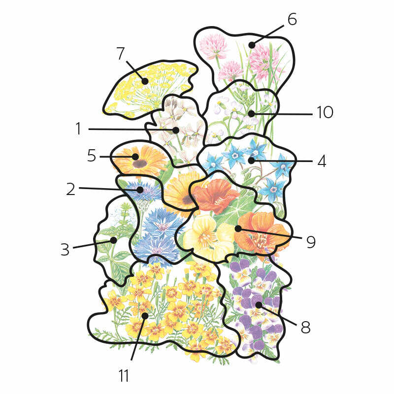 Numbered floral diagram mapping out plant varieties for Edible Beauties Flower Mix Seeds, featuring outlined sections for arugula, bachelor's button, basil, borage, calendula, chives, fennel, Johnny-jump-up, nasturtium, radish, and signet marigold.