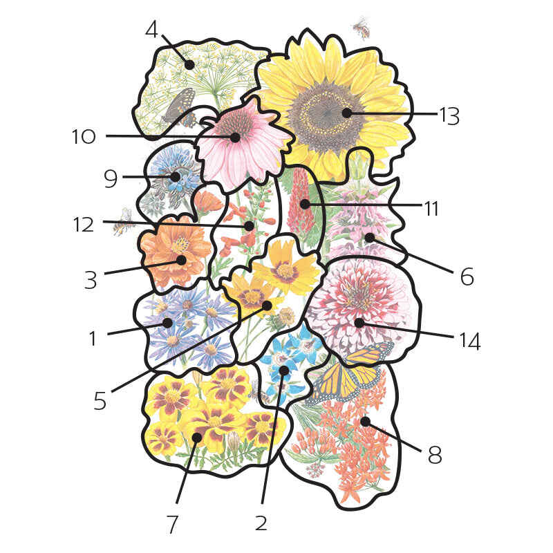 Numbered floral diagram mapping out the flower and herb arrangement for Precious Pollinators Flower Mix Seeds, including smooth aster, borage, cosmos, dill, lance-leaved coreopsis, lemon bee balm, marigold, milkweed, phacelia, purple coneflowers, red clover, scarlet sage, sunflower, and zinnia.