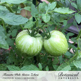 Two unripe Green Zebra tomatoes with pale green striped skin, still wet with dew, hanging on a staked vine amid dense green foliage.
