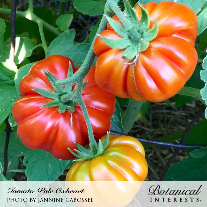 Three deeply ribbed, heart-shaped Oxheart tomatoes on the vine at different ripening stages, from green-yellow to bright red-orange, surrounded by green foliage and a wire cage support.