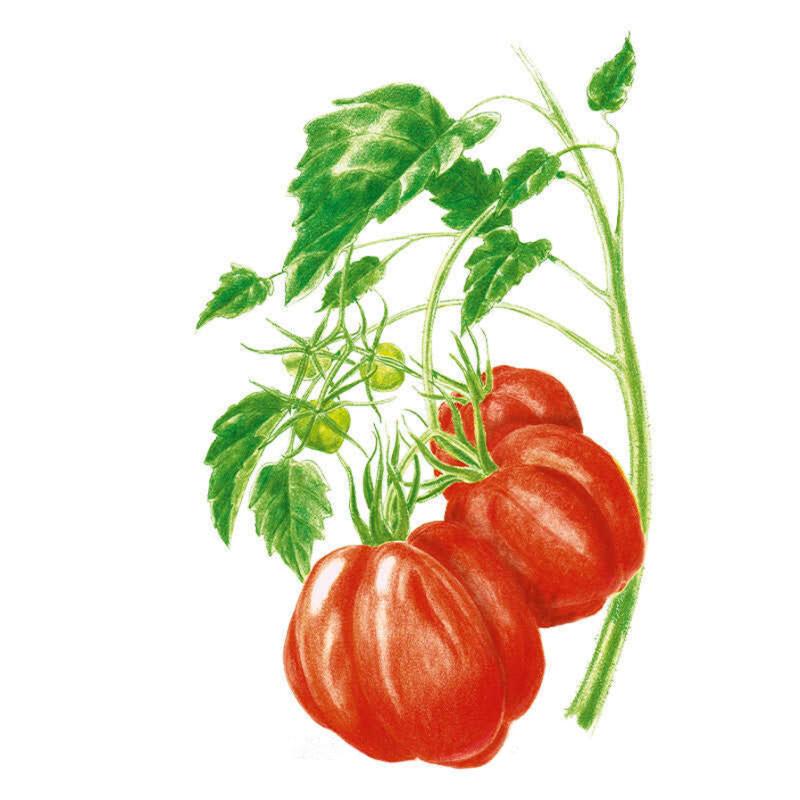 Illustrated botanical drawing of ribbed, deep-red oxheart tomatoes clustered on a leafy vine, with smaller unripe green tomatoes also visible among the foliage.