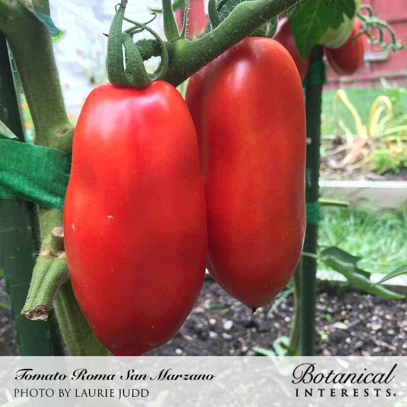 Two elongated, ripe red San Marzano Roma tomatoes hanging from a staked vine in a garden bed, with soil and greenery visible in the blurred background.