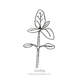Line drawing of a young sunflower seedling with a pair of rounded lower cotyledon leaves and a set of pointed true leaves emerging above, labeled 