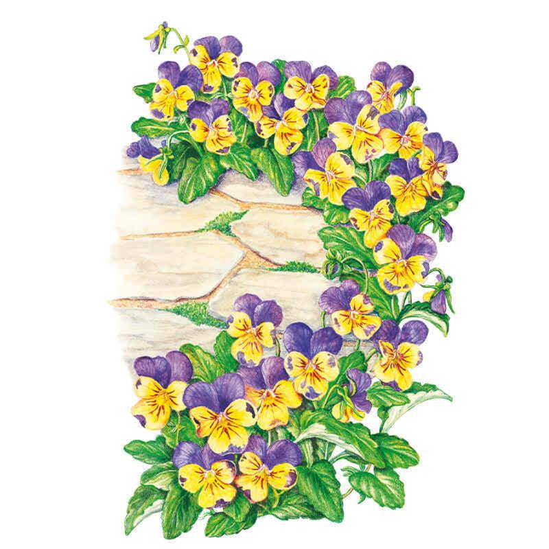Illustration of Johnny-Jump-Up violas with purple and yellow bicolor blooms and green leaves spilling over a flagstone wall with moss between the stones.