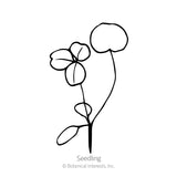 Black and white line drawing of a crimson clover seedling, showing a single taproot, two rounded seed leaves, and a young stem with a small emerging cloverleaf, labeled 