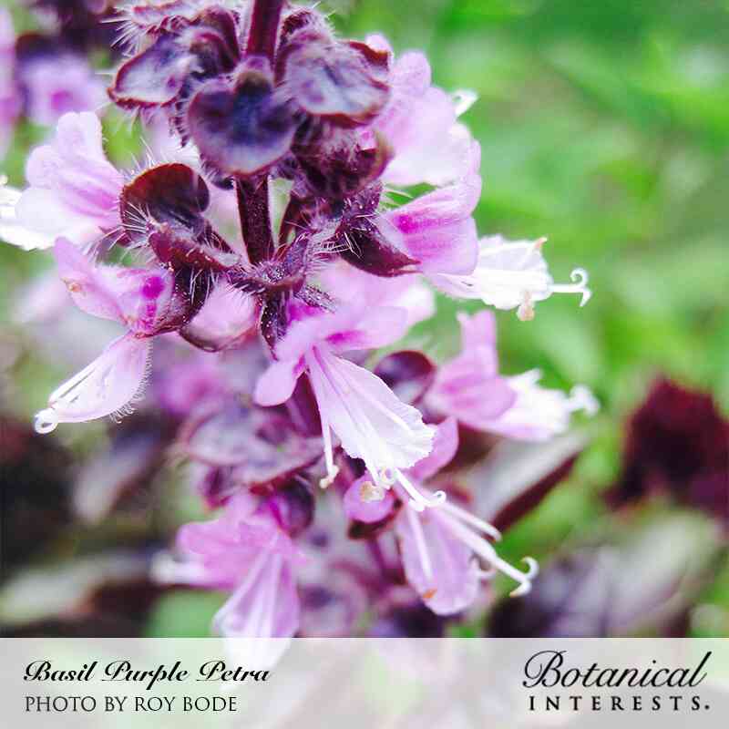 Close-up of Purple Petra basil in bloom, showing deep purple-black calyxes and pale lilac tubular flowers with white curling stamens against a blurred green backdrop.