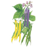Botanical illustration of bush bean plants bearing three pod colours side by side—slender yellow, deep purple, and green beans—alongside heart-shaped green leaves and clusters of small pale purple flowers.