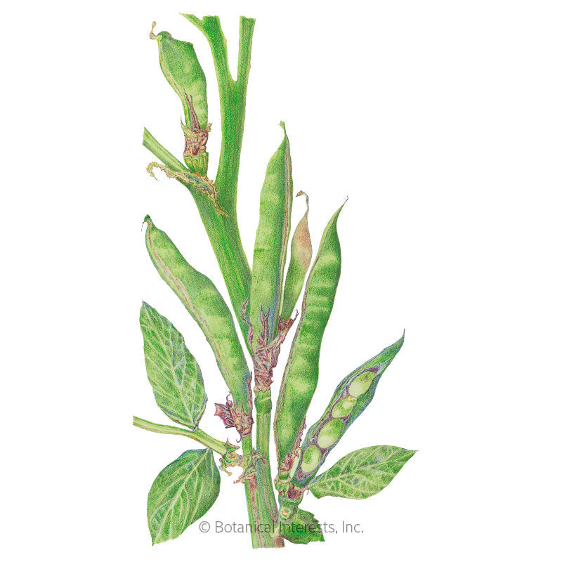 Botanical illustration of a fava bean plant showing a thick upright stem with veined green leaves and several long ridged pods, one split open to reveal plump pale green beans inside.