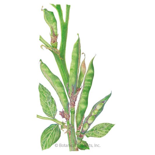 Botanical illustration of a fava bean plant showing a thick upright stem with veined green leaves and several long ridged pods, one split open to reveal plump pale green beans inside.