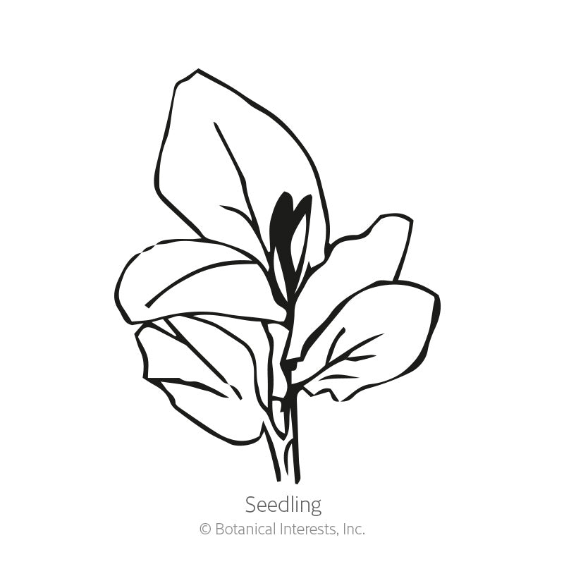 Black and white line drawing of a young fava bean seedling with several broad, rounded leaves branching from a central stem, labeled "Seedling" beneath the illustration.