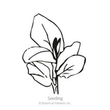Black and white line drawing of a young fava bean seedling with several broad, rounded leaves branching from a central stem, labeled 