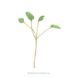 Illustration of an upland cress microgreen seedling with four small oval green leaves branching from a slender reddish-green stem, shown against a plain white background.