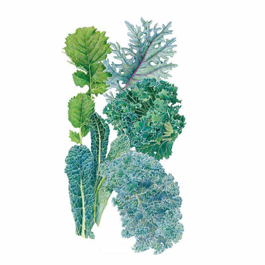 Botanical illustration featuring a variety of kale leaves, including Lacinato, curly green, red russian, and blue curled varieties, on a white background for Premier Blend Kale Seeds.