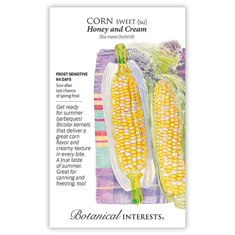 Front of a Botanical Interests seed packet for Honey and Cream Sweet Corn Seeds featuring a botanical illustration of two ears of bicolor yellow and white sweet corn with husk and silk details.