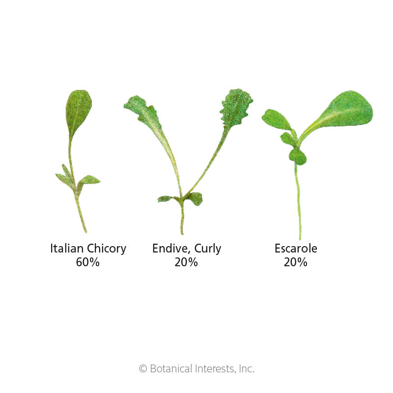 Illustrated diagram of three seedling varieties in this microgreens blend, labeled with mix ratios: Italian Chicory (60%) with smooth oval leaves, curly-leafed Endive (20%), and broader-leafed Escarole (20%).