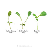 Illustrated diagram of three seedling varieties in this microgreens blend, labeled with mix ratios: Italian Chicory (60%) with smooth oval leaves, curly-leafed Endive (20%), and broader-leafed Escarole (20%).