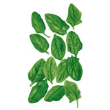 Illustration of about a dozen smooth, oval spinach baby green leaves in varying shades of green, arranged loosely against a plain white background.