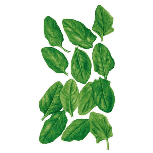 Illustration of about a dozen smooth, oval spinach baby green leaves in varying shades of green, arranged loosely against a plain white background.