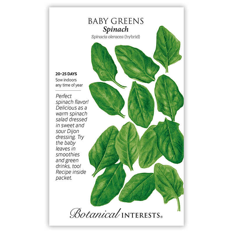 Botanical Interests seed packet for Baby Greens Spinach, illustrated with an arrangement of rounded, smooth dark green leaves, with printed text noting a 20-25 day harvest, indoor sowing anytime, and a description praising its flavour for salads and smoothies.