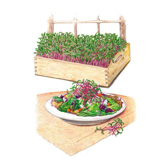 Illustration of a wooden crate densely filled with red-stemmed beet microgreens above a plated salad garnished with the same sprouts, showing how the harvested greens can be used.
