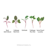 Illustrated diagram labelling five microgreen seedlings side by side—Bull's Blood beet with deep red stems and leaves, red-veined Red Acre cabbage, pale green kohlrabi, Pac Choi cabbage, and Lucullus Swiss chard with reddish stems—each identified by name below its sprout.
