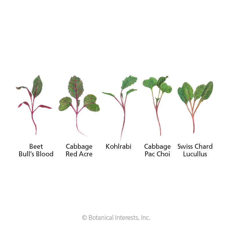 Illustrated diagram labelling five microgreen seedlings side by side—Bull's Blood beet with deep red stems and leaves, red-veined Red Acre cabbage, pale green kohlrabi, Pac Choi cabbage, and Lucullus Swiss chard with reddish stems—each identified by name below its sprout.
