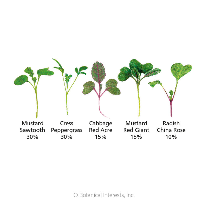 Diagram illustrating the five microgreen seedling varieties in the Jazzy Mix blend, each labeled with name and percentage: Mustard Sawtooth and Cress Peppergrass at 30% each with slender green leaves, Cabbage Red Acre and Mustard Red Giant at 15% each showing broader reddish-tinged and green leaves, and Radish China Rose at 10% with small rounded leaves on a purple stem.