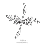 Black and white line drawing illustration of a Lacy Phacelia seedling with lobed true leaves, featuring the text 