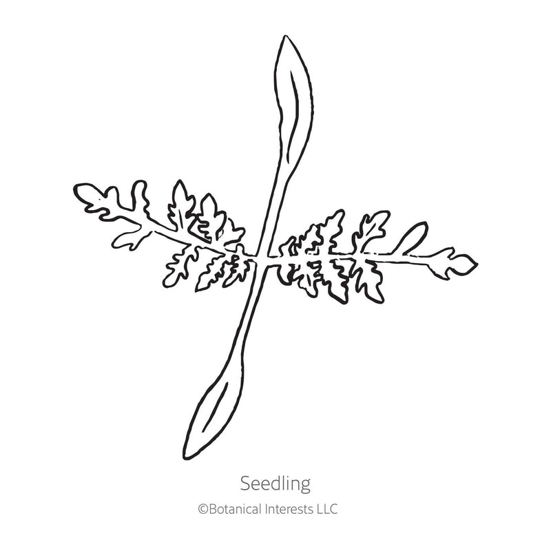 Black and white line drawing illustration of a Lacy Phacelia seedling with lobed true leaves, featuring the text 