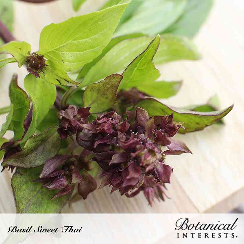 Close-up of Sweet Thai basil with green serrated leaves and clusters of deep purple flower spikes, laid on a wooden surface, with text reading 