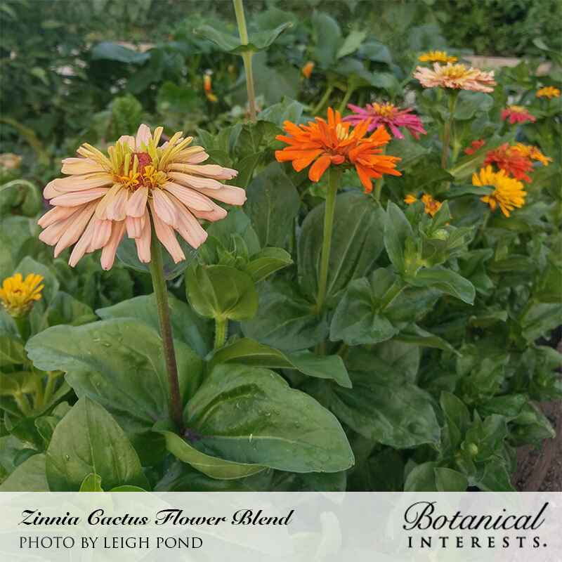 Cactus Flower Blend zinnias growing in a garden bed, showing shaggy-petaled blooms in soft peach, orange, pink, and yellow atop dark green foliage.
