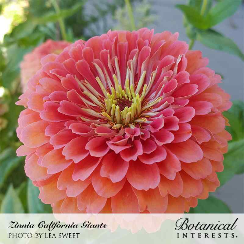 Close-up photo of a vibrant pink California Giants zinnia flower in full bloom, labeled 