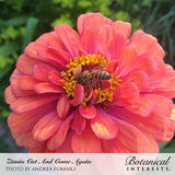 Close-up photo of a vibrant pink Cut and Come Again zinnia flower with a honeybee harvesting nectar at its yellow center, credited to Andrea Eubanks for Botanical Interests.